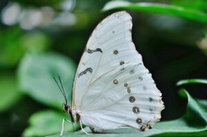 White Butterfly Meaning and Sighting 3