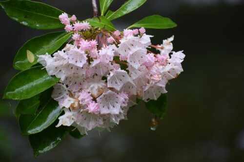 How to Grow and Care for Connecticut State Flower 2