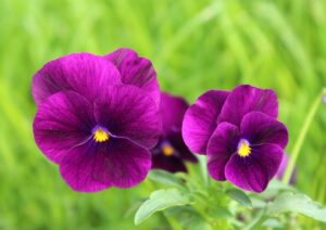 Find Out Are Pansies Edible 2