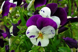 Find Out Are Pansies Edible 4