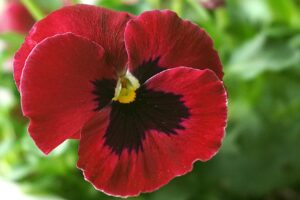 Find Out Are Pansies Edible 1