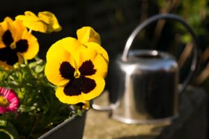 Find Out Are Pansies Edible 3