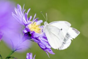 White Butterfly Meaning and Sighting 4