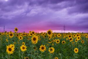 When Do Sunflowers Bloom in Texas 2