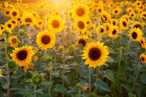 When Do Sunflowers Bloom in Texas 3