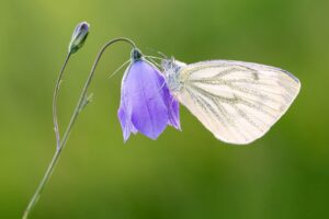 White Butterfly Meaning and Sighting 2