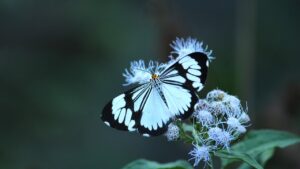 White Butterfly Meaning and Sighting 1