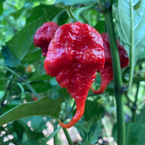 Carolina Reaper Growing Tips 1