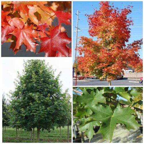 Pacific Sunset Maple Tree Care and Growing Info 3