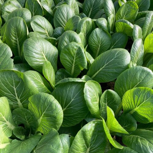 Choy Sum (YU Choy) Growing and Care Tips 2