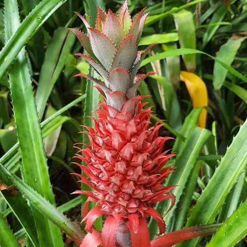 Red Pineapple Fruit Facts and Growing Information 5