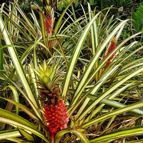 Red Pineapple Fruit Facts and Growing Information 4