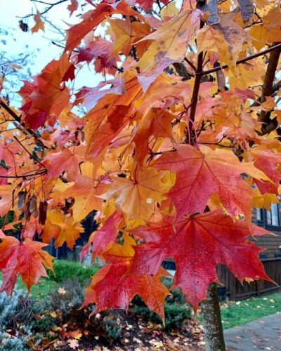 Pacific Sunset Maple Tree Care and Growing Info 4