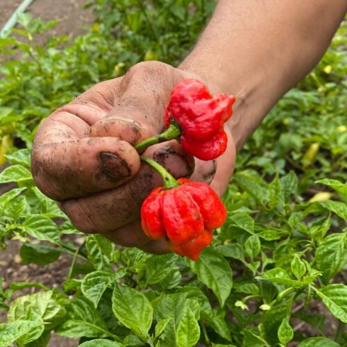 Carolina Reaper Growing Tips 5