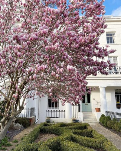 Magnolia vs. Tulip Tree: Differences and Similarities 1