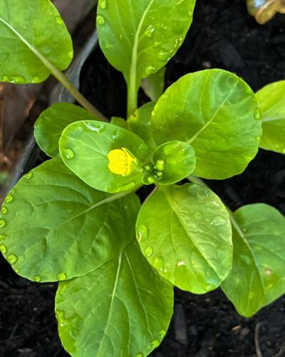 Choy Sum (YU Choy) Growing and Care Tips 1