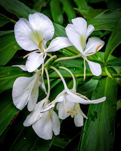 Cuba National Flower Information and Growing Guide 1