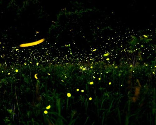 What Does it Mean When You See a Firefly? Find Out 2