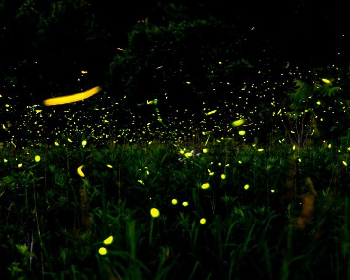 What Does it Mean When You See a Firefly? Find Out