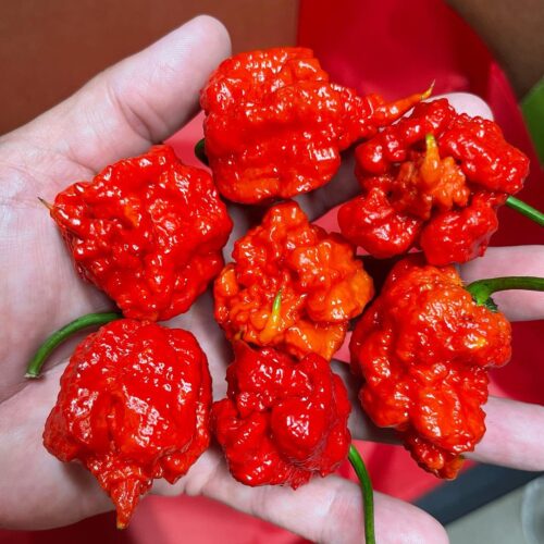 Ghost Pepper vs. Carolina Reaper : Differences and Similarities 3