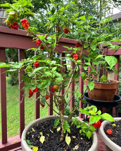 Carolina Reaper Growing Tips 4