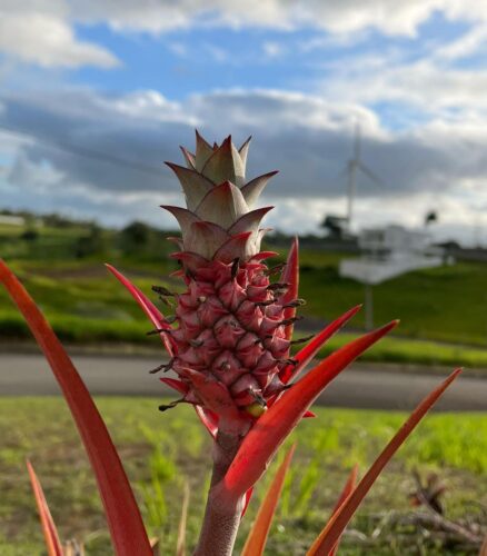 Red Pineapple Fruit Facts and Growing Information 1