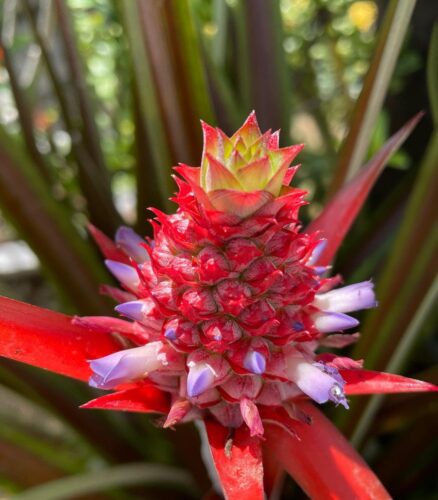 Red Pineapple Fruit Facts and Growing Information 3