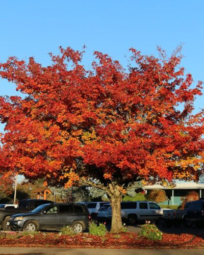 Pacific Sunset Maple Tree Care and Growing Info 1