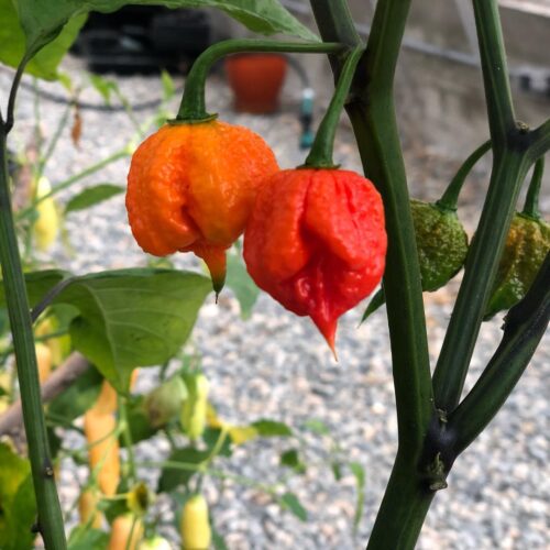 Carolina Reaper Growing Tips Hottest Pepper In The World