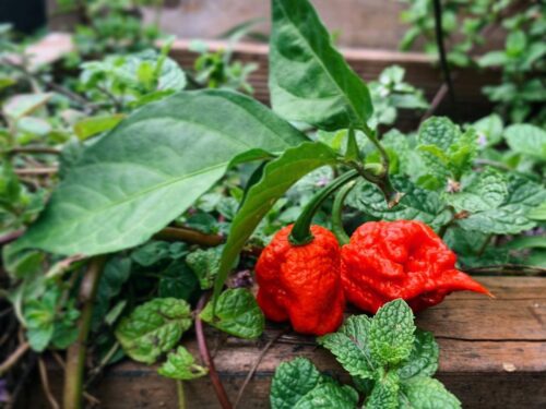 Carolina Reaper Growing Tips 2