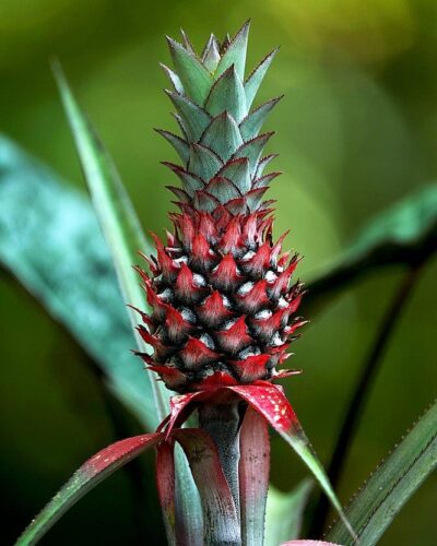 Red Pineapple Fruit Facts and Growing Information 2