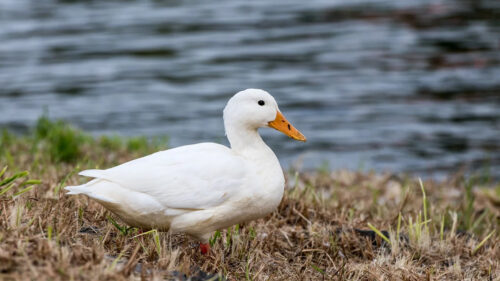 Can Ducks Eat Watermelon? Find Out 3