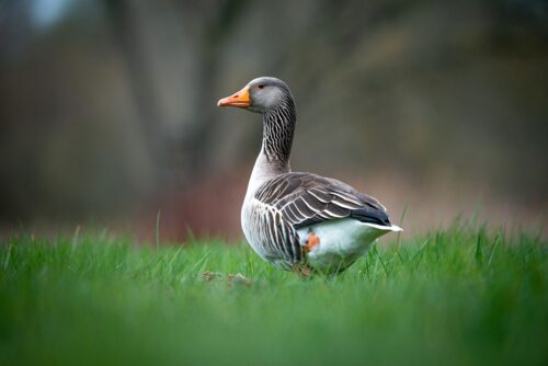 Can Ducks Eat Peaches? Find Out 2