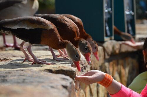 Can Ducks Eat Grapes? Find Here 3