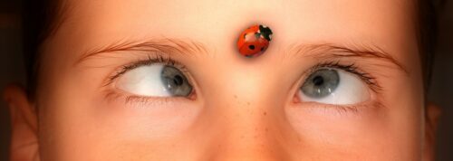 What Does it Mean When a Ladybug Lands on You? Find! 3