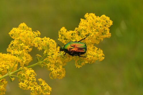 How to Grow and Care for Nebraska State Flower 3