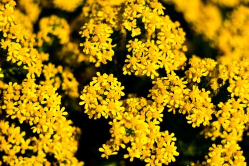 How to Grow and Care for Nebraska State Flower 5