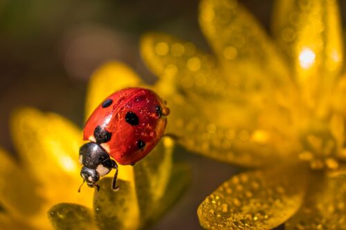 What Does it Mean When a Ladybug Lands on You? Find! 1