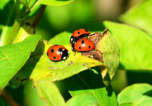 What Does it Mean When a Ladybug Lands on You? Find! 5