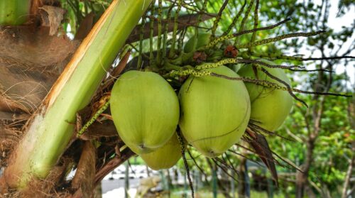 Is Coconut a Fruit Or Nut? Secret Revealed! 2