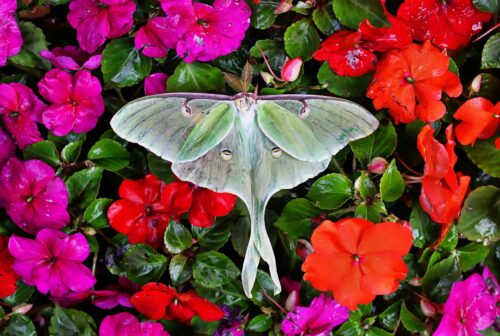 Luna Moth Meaning and Symbolism 1