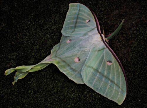 Luna Moth Meaning and Symbolism 2