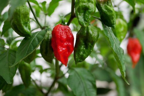 Ghost Pepper vs. Carolina Reaper : Differences and Similarities 1