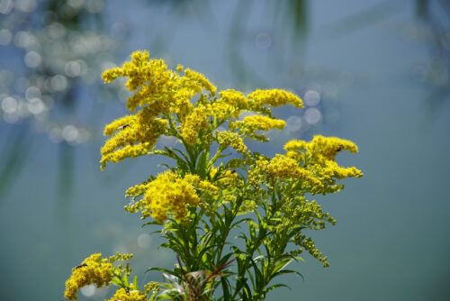 How to Grow and Care for Nebraska State Flower 2