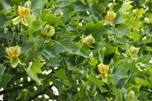 Magnolia vs. Tulip Tree: Differences and Similarities 2