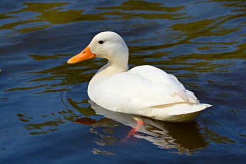 Can Ducks Eat Zucchini? Find Out 1