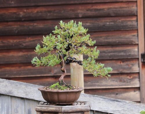 'Grey Owl' Juniper 1