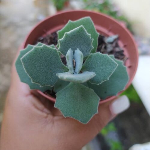 Kalanchoe Millotii Care and Growing Guide 3