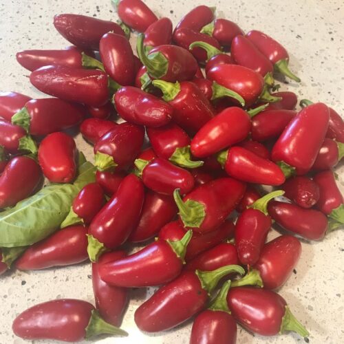 How to Grow Red Jalapeños 4