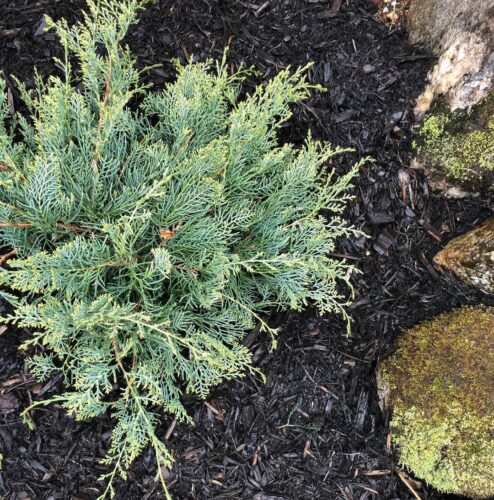 'Grey Owl' Juniper 3